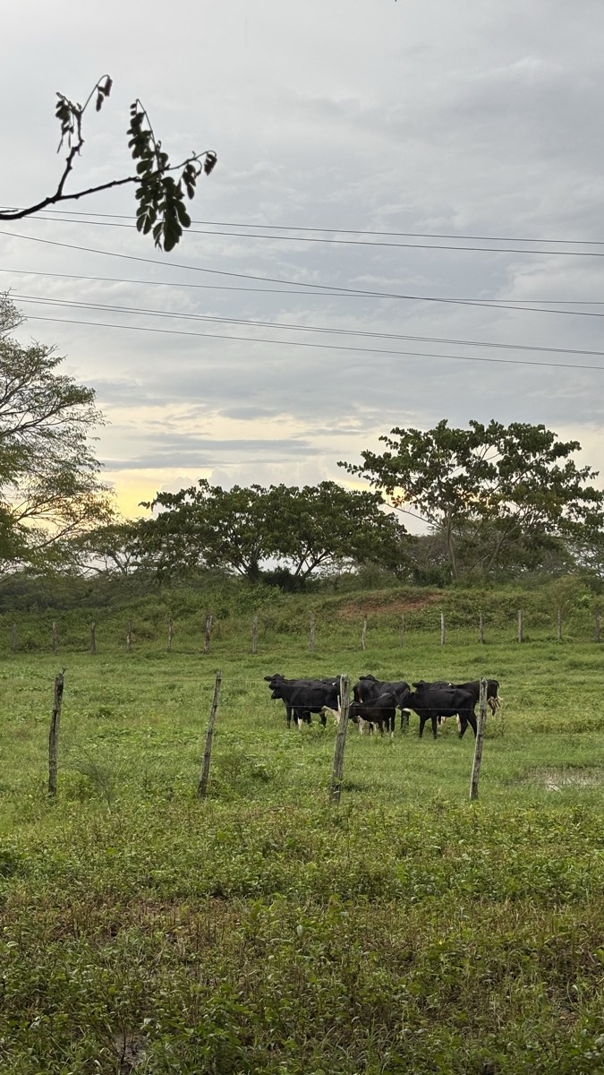 El hato al atardecer, en el potrero