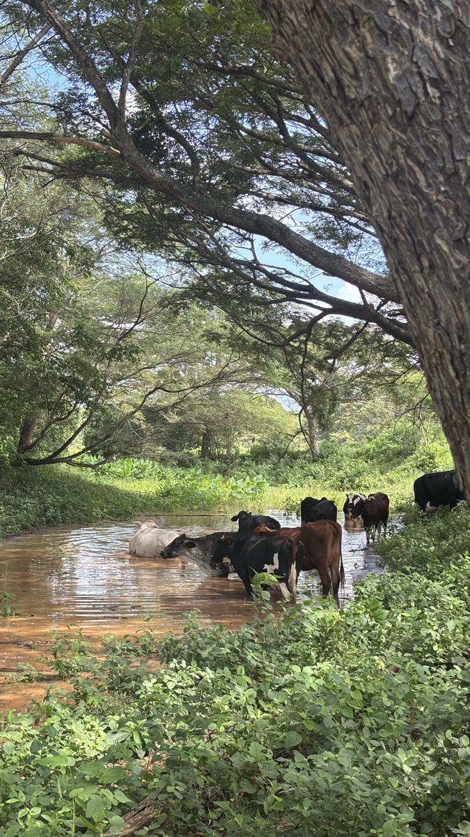 Ganado parado en un caño bajo un árbol inclinado
