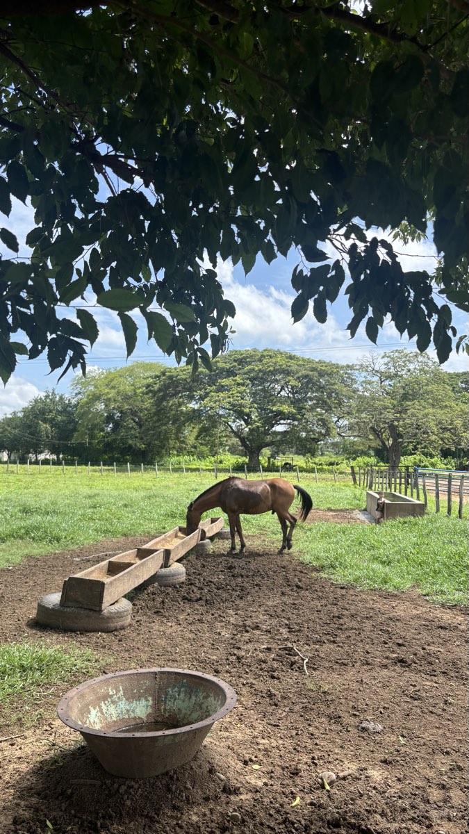 Caballo bebiendo de un comedero de madera junto a los árboles