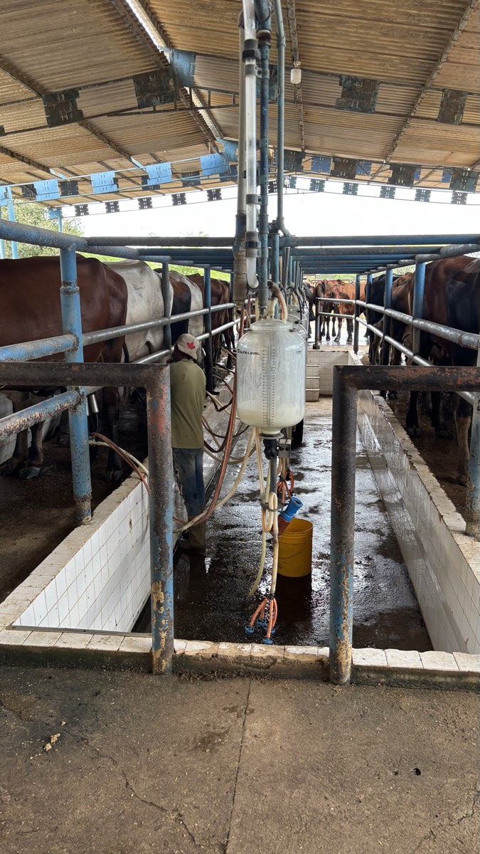 La sala de ordeño: vacas en los puestos a ambos lados y el recibidor de leche en el centro