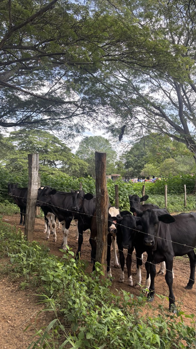 Vacas lecheras alineadas junto a la cerca, bajo la sombra de un samán